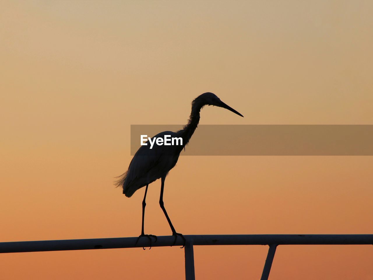 VIEW OF BIRD PERCHING ON RAILING