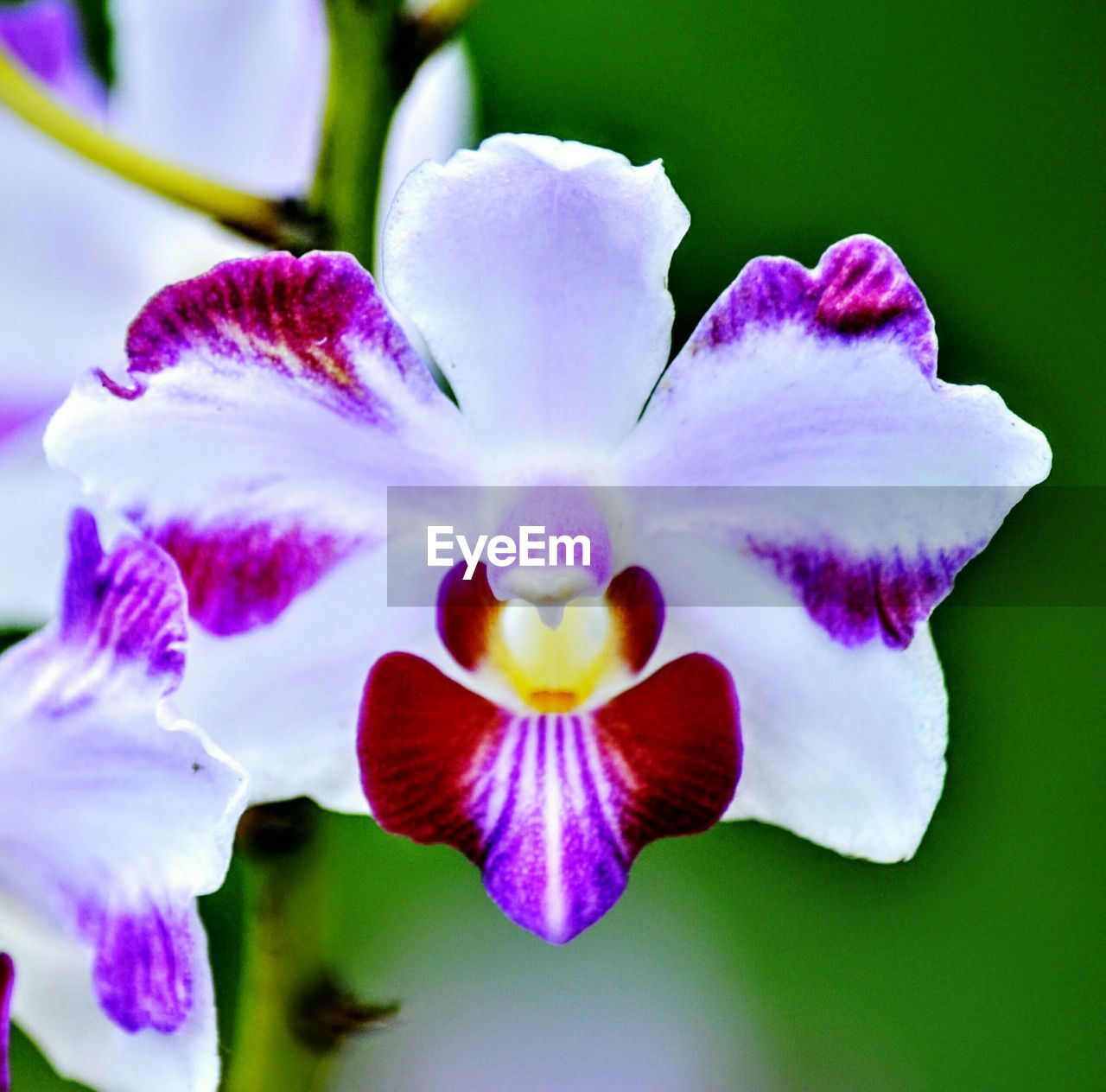 CLOSE-UP OF FLOWER