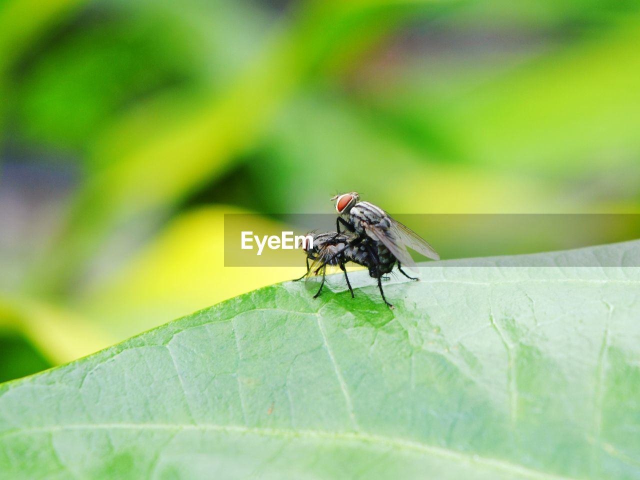 CLOSE-UP OF FLY