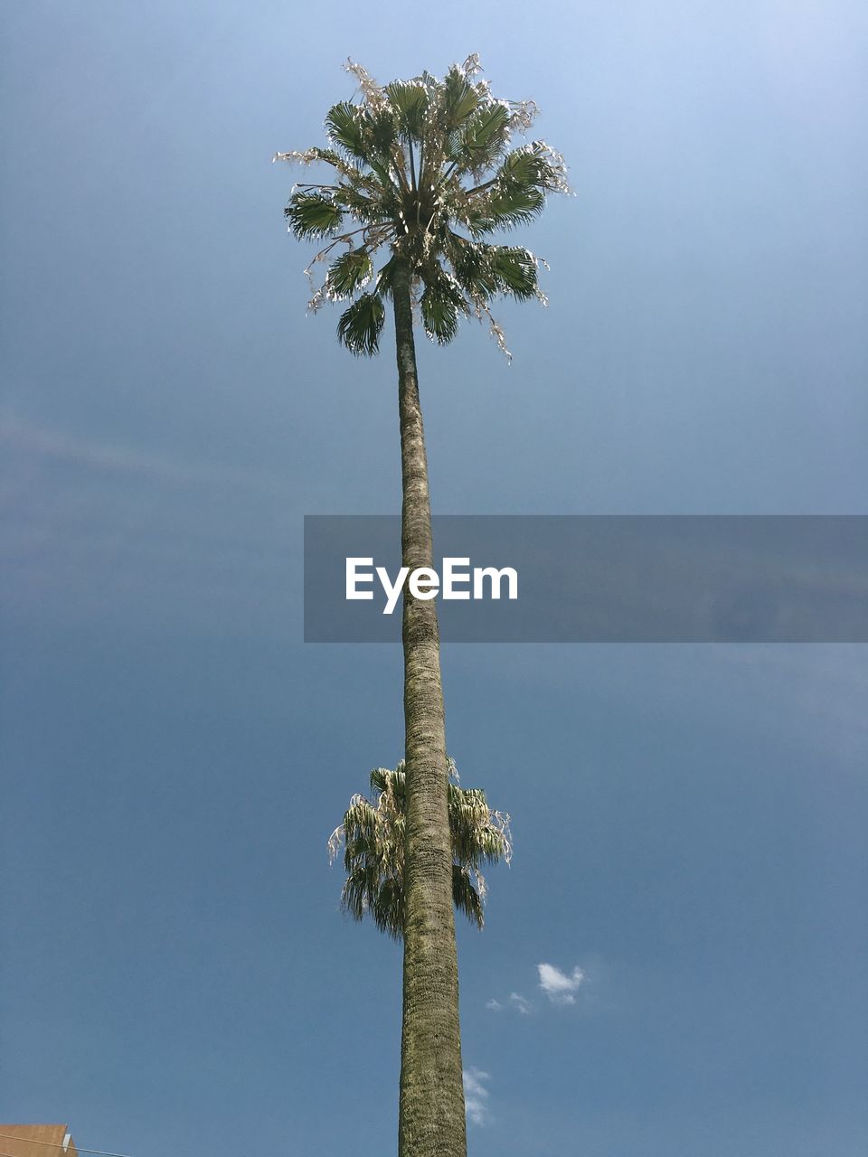 tree, palm tree, plant, sky, tropical climate, nature, wind, tree trunk, trunk, low angle view, no people, flower, day, outdoors, coconut palm tree, blue, beauty in nature, tropical tree, cloud, leaf, growth, borassus flabellifer, date palm tree, tranquility