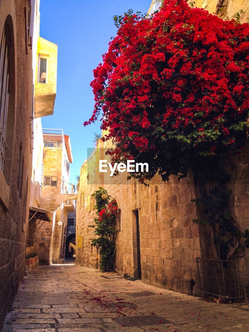 Flower tree in lane amidst residential buildings