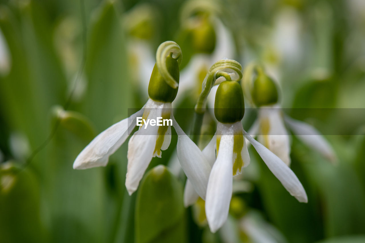 CLOSE-UP OF FLOWERING PLANT AGAINST WHITE WALL