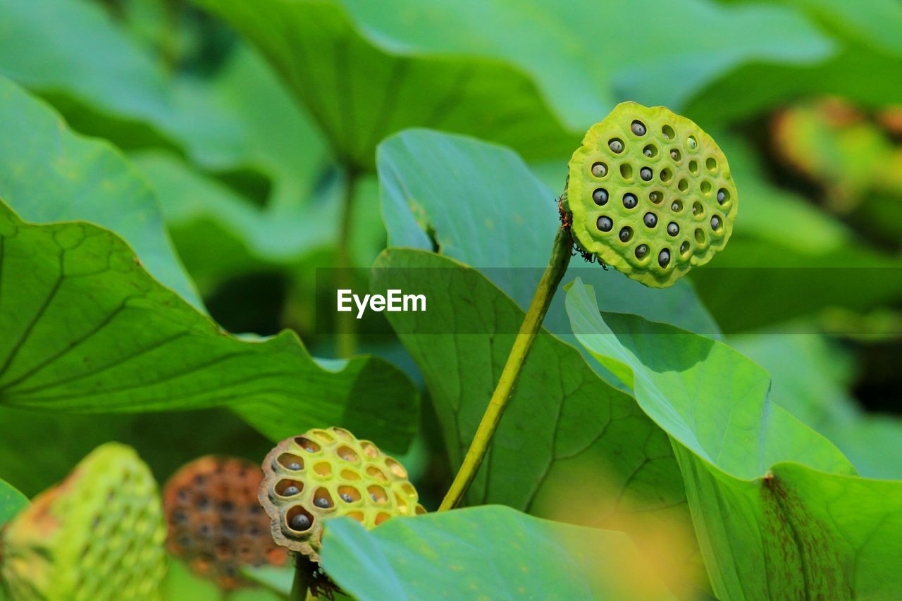 Close-up of lotus roots on field