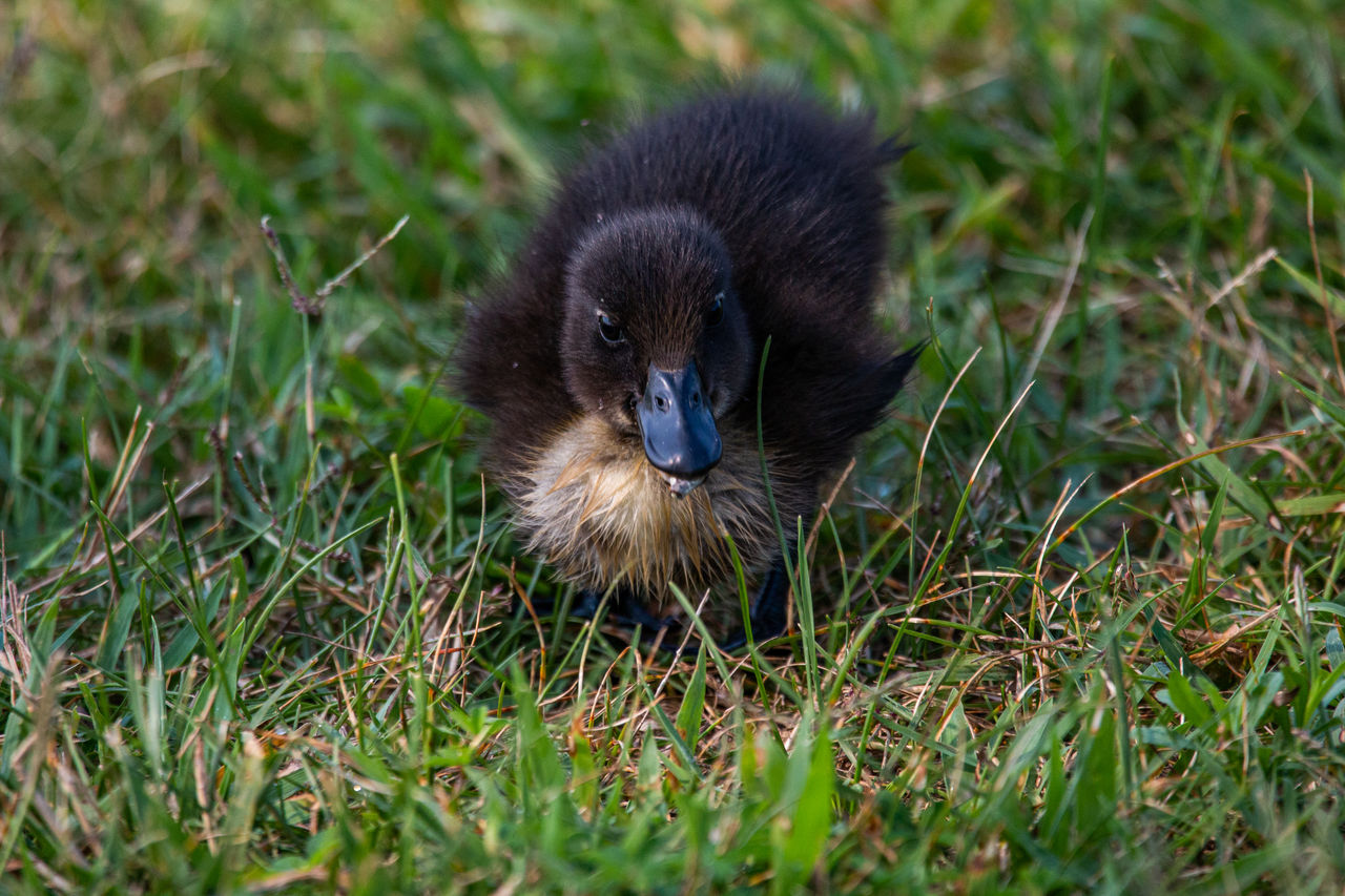 animal themes, animal, wildlife, one animal, animal wildlife, grass, bird, nature, plant, mammal, no people, young animal, portrait, outdoors, cute, duck, land