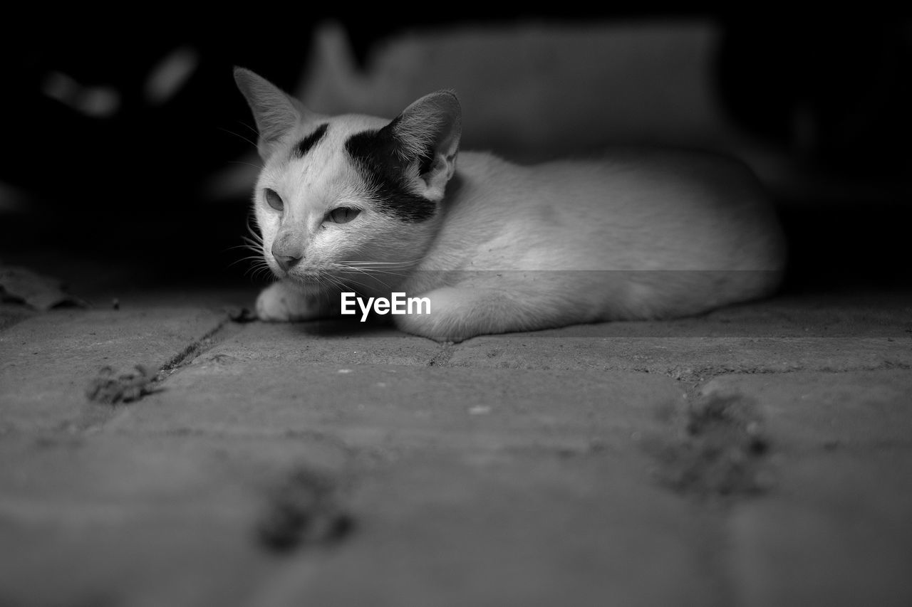 CLOSE-UP OF CAT SLEEPING ON FLOOR