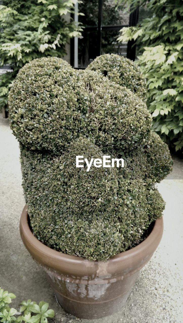 Topiary plant in yard