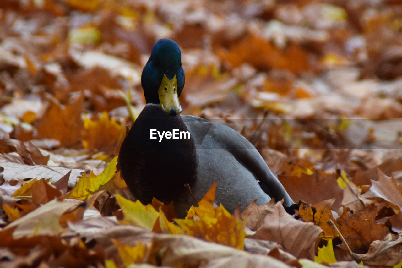 autumn, nature, leaf, plant part, animal themes, bird, animal, duck, animal wildlife, yellow, wildlife, close-up, no people, leaves, one animal, land, day, beak, outdoors, ducks, geese and swans