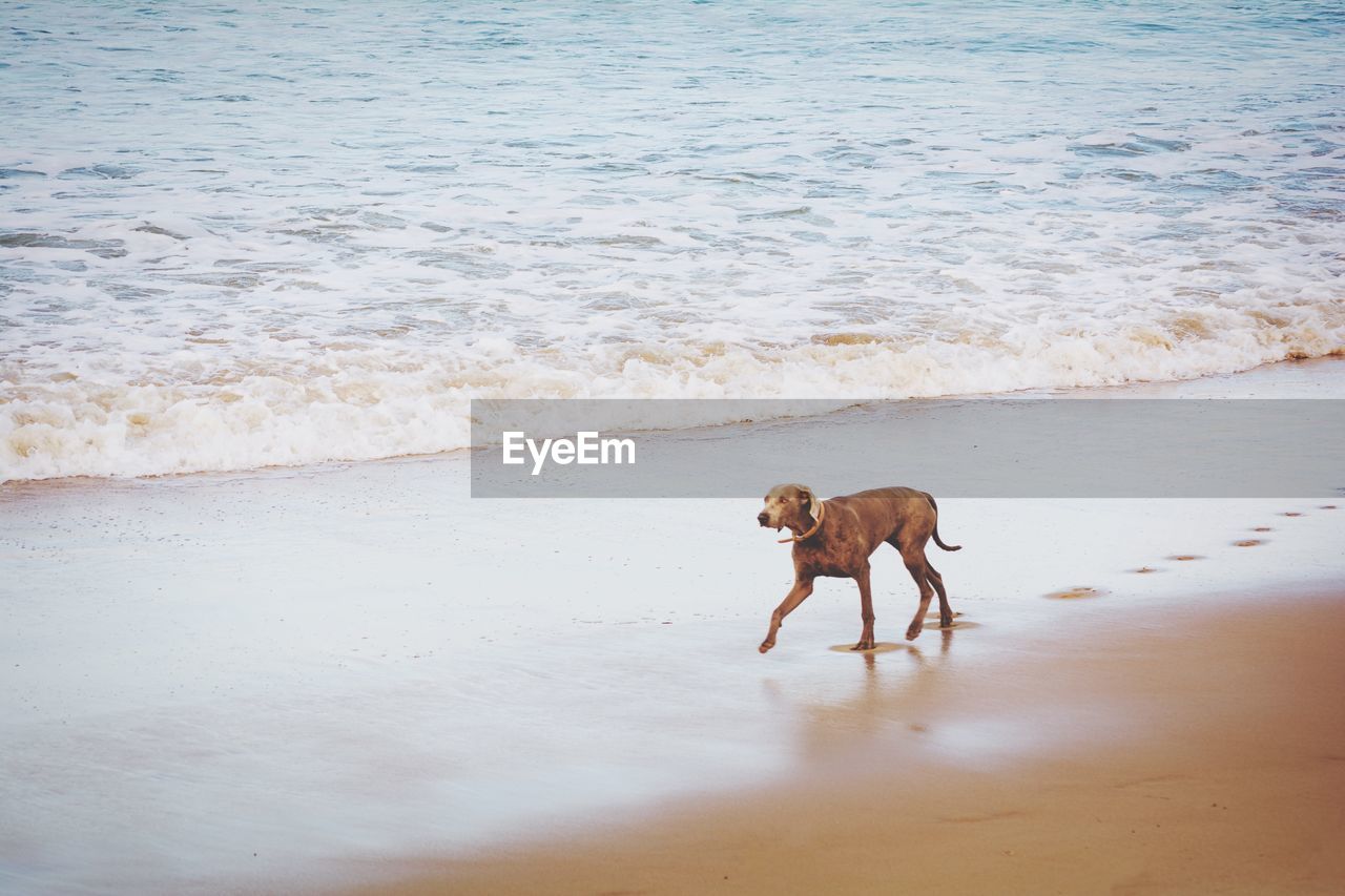 Brown dog walking on wet shore with paw print at torquay surf beach