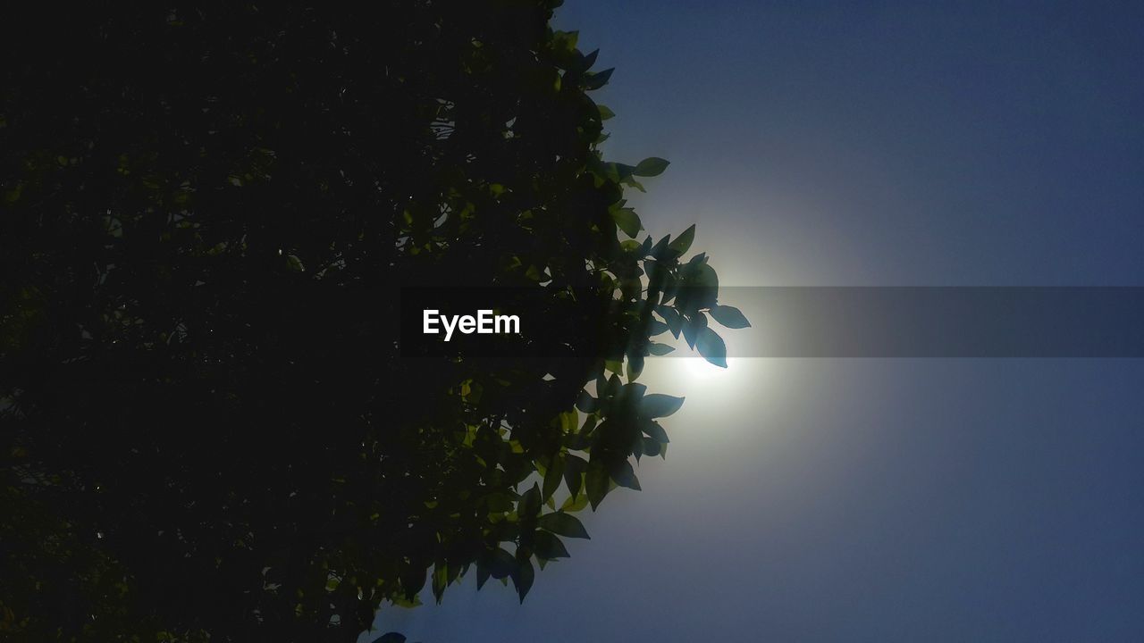 LOW ANGLE VIEW OF SILHOUETTE TREES AGAINST SKY