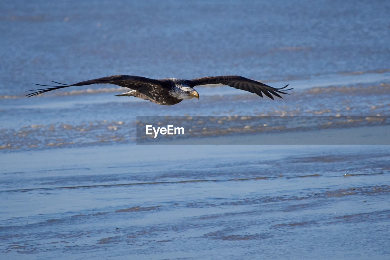 SEAGULL FLYING ABOVE SEA