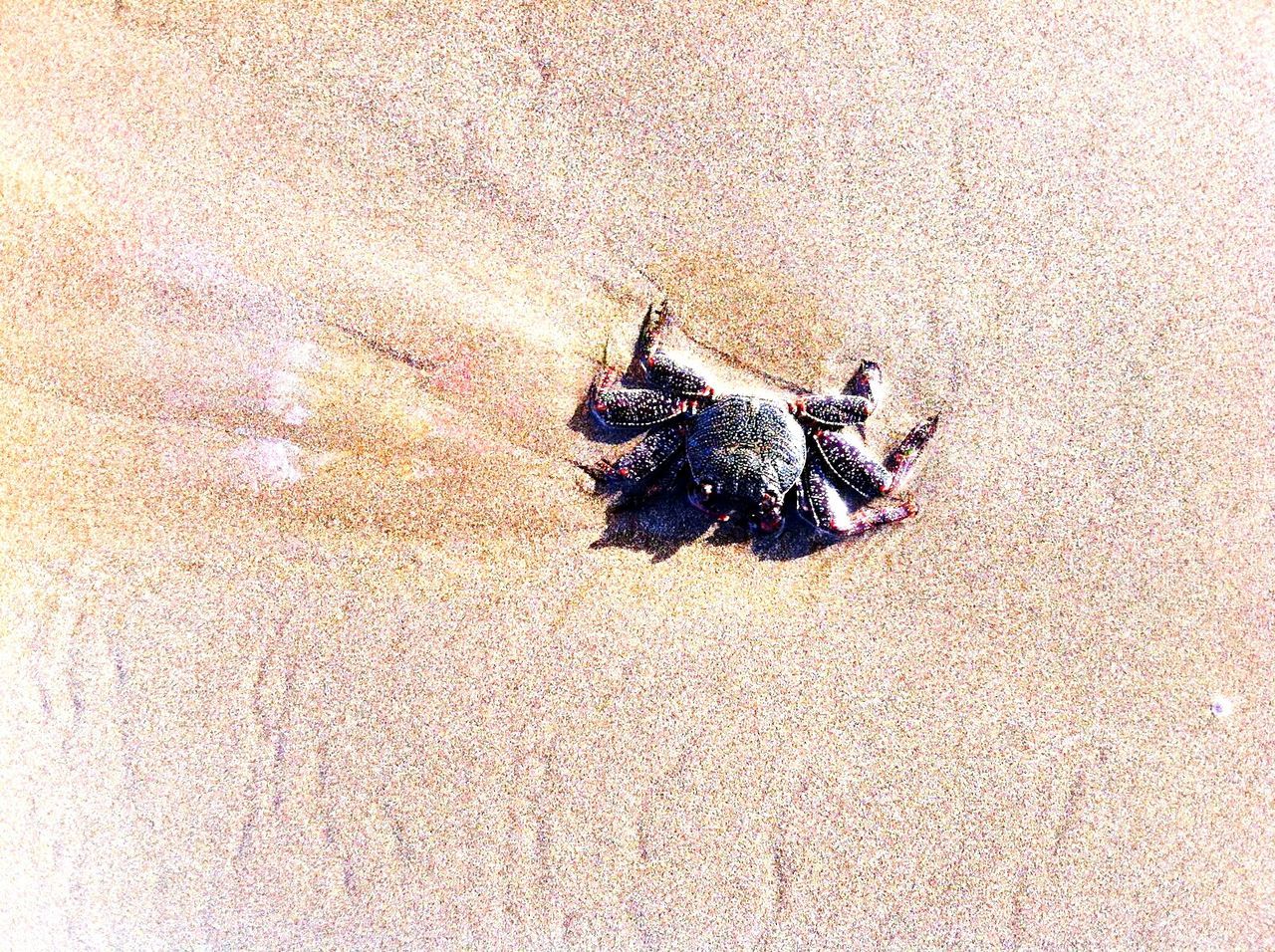 High angle view of crab at sandy beach