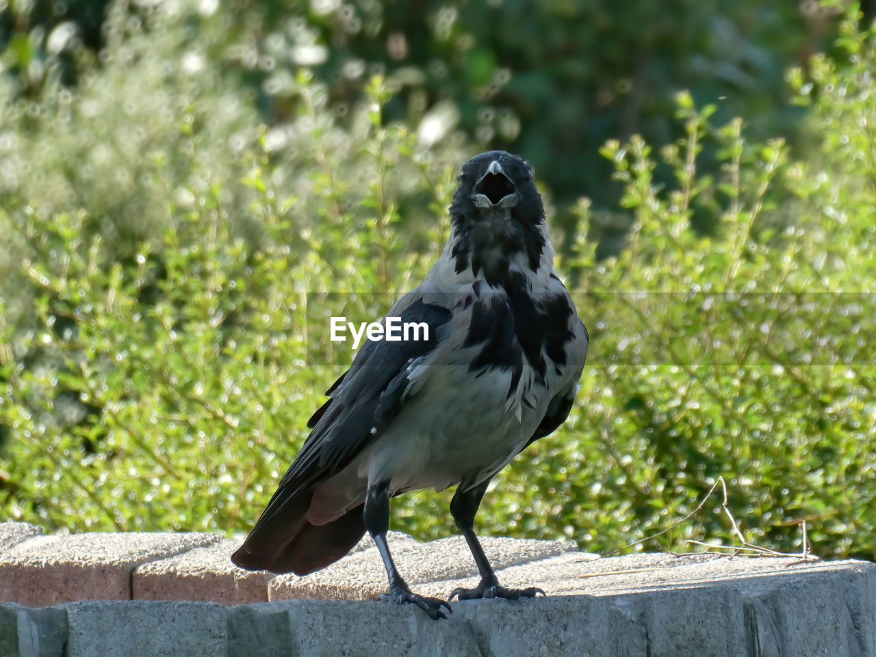 CLOSE-UP OF BIRD PERCHING ON A PLANTS