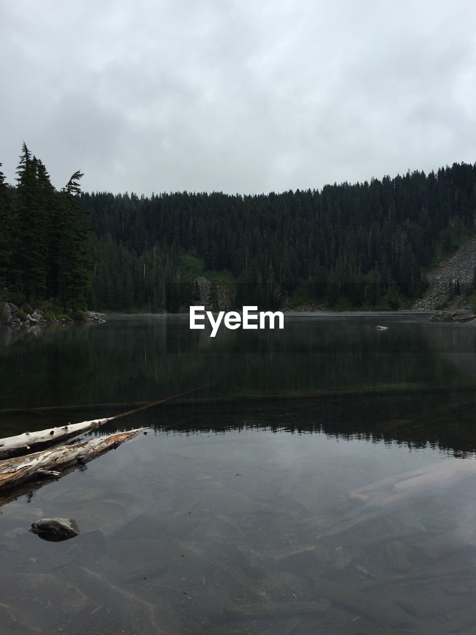 Reflection of trees in calm lake