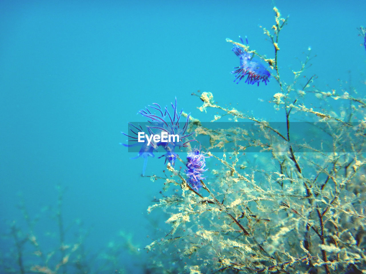 VIEW OF PURPLE FLOWERING PLANT