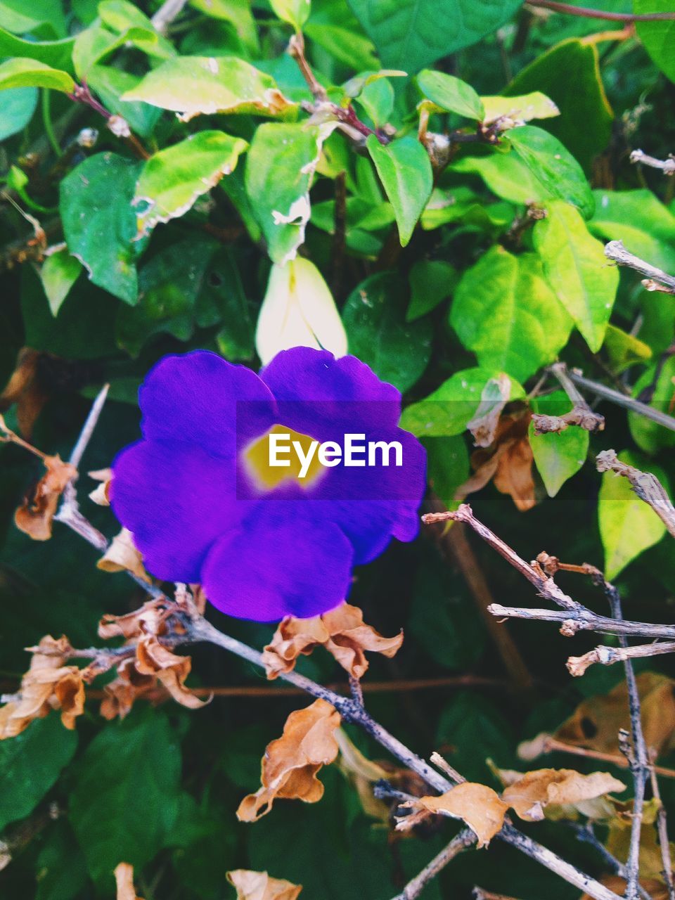 CLOSE-UP OF PURPLE FLOWERS BLOOMING