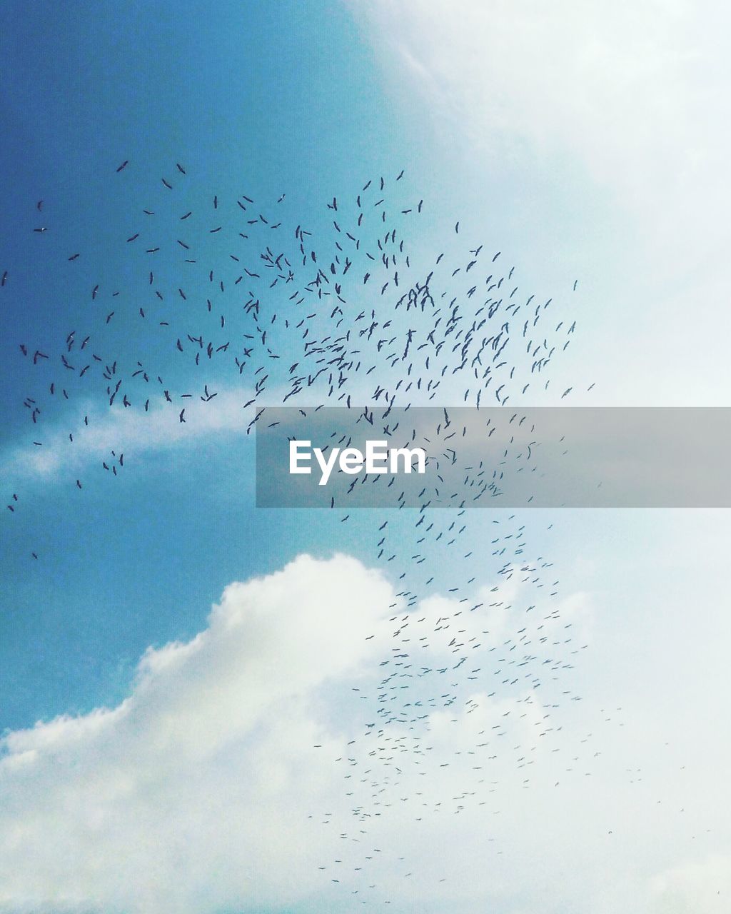 Flock of birds flying against blue sky