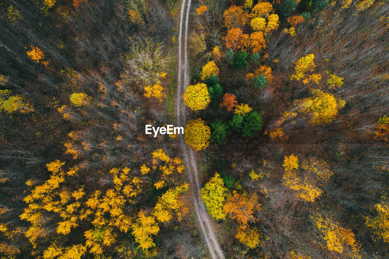 HIGH ANGLE VIEW OF YELLOW FLOWERING TREES IN FOREST DURING AUTUMN