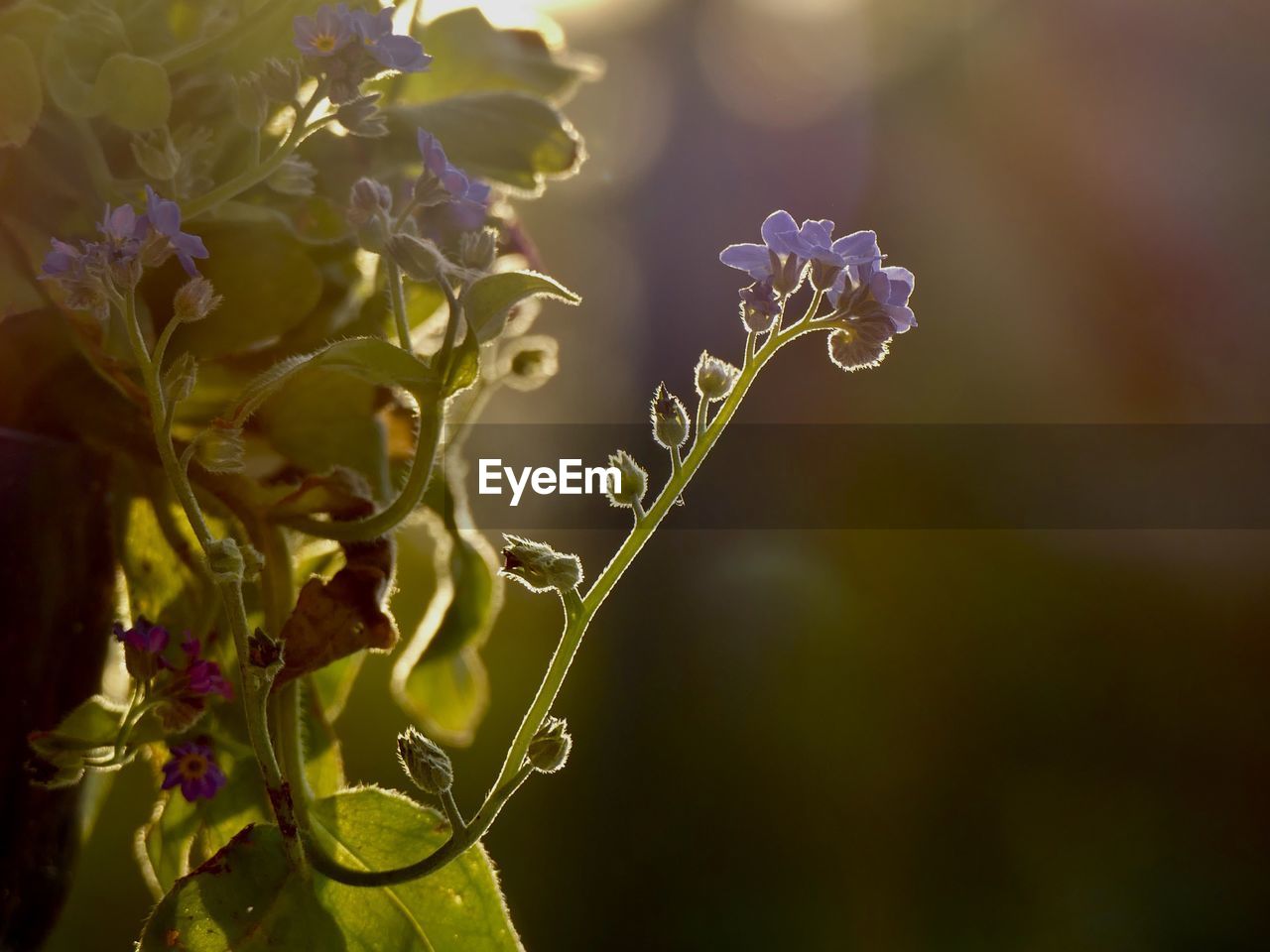 plant, flower, flowering plant, nature, macro photography, beauty in nature, close-up, green, blossom, yellow, leaf, freshness, growth, branch, plant part, focus on foreground, sunlight, no people, fragility, outdoors, purple, food and drink, food, summer, springtime, selective focus, flower head, petal, plant stem, wildflower, environment, tree, day, autumn, inflorescence, multi colored