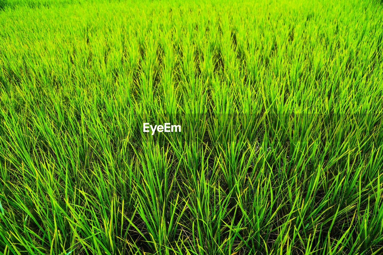 Full frame shot of crops growing on field