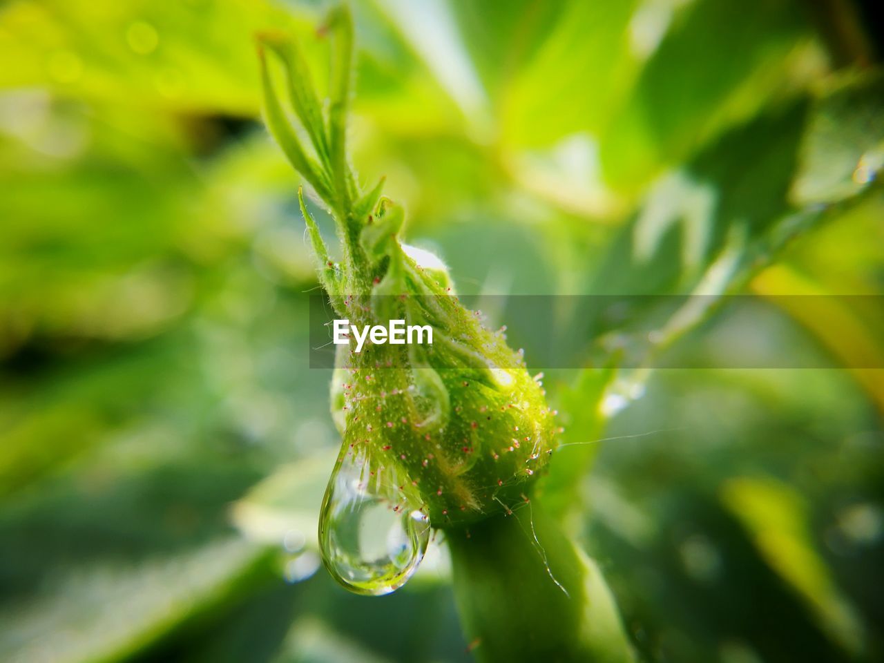 CLOSE-UP OF PLANT