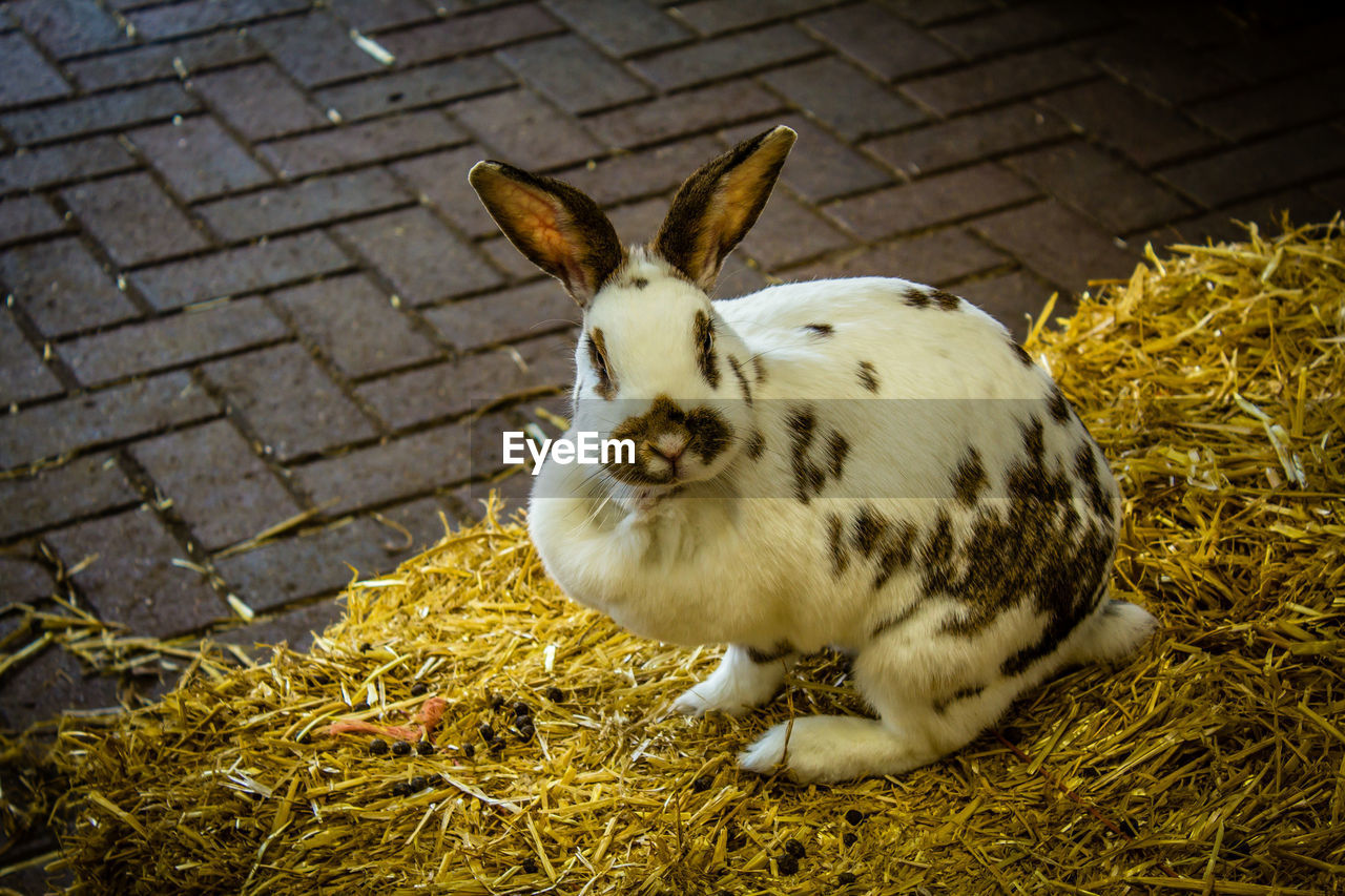 Close-up of rabbit resting on hay