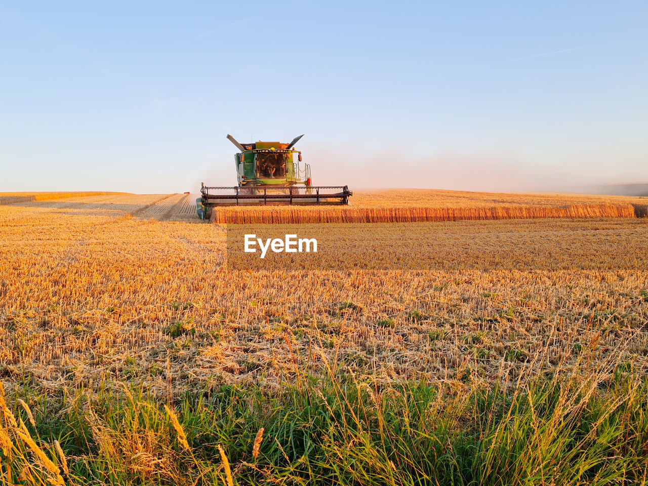 Harvesting combine working on the field of wheat at sunset time, modern agricultural transport. 