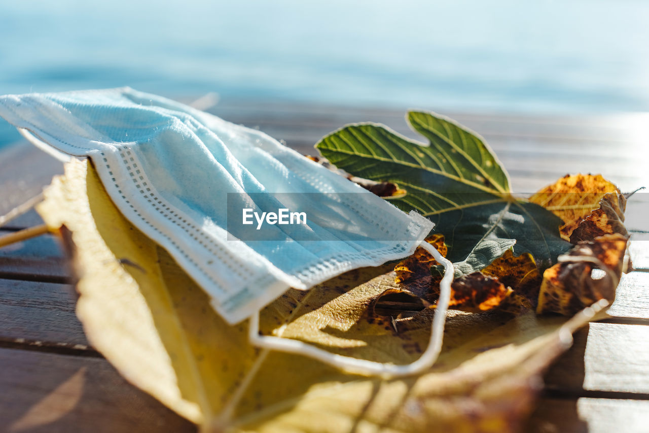 leaf, nature, water, wood, yellow, sea, no people, beach, food and drink, plant part, land, food, outdoors, close-up, day, plant, selective focus, beauty in nature, summer, sunlight, macro photography, freshness