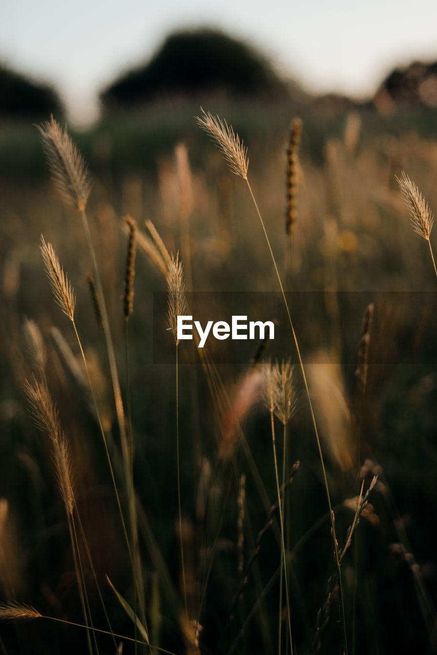 plant, nature, grass, sunlight, land, landscape, field, morning, growth, beauty in nature, cereal plant, no people, environment, agriculture, sky, close-up, rural scene, crop, leaf, focus on foreground, outdoors, tranquility, scenics - nature, summer, light, flower, macro photography, prairie, food, barley, non-urban scene, twilight, food and drink, selective focus, dusk, day, plain, tranquil scene