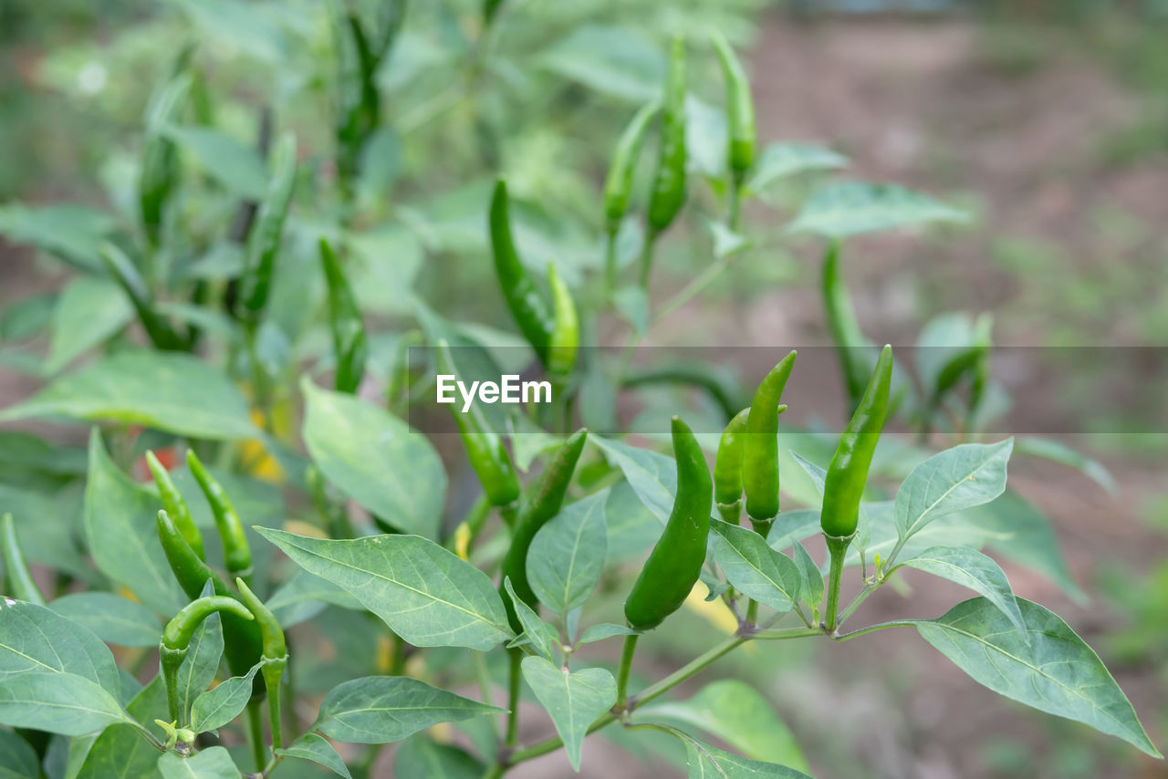 Fresh green chili on tree in garden. agricultreral in organic farm.