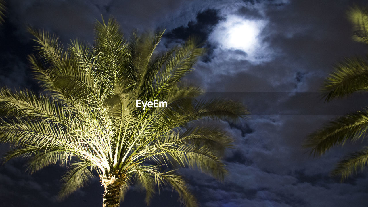 Low angle view of palm tree against sky