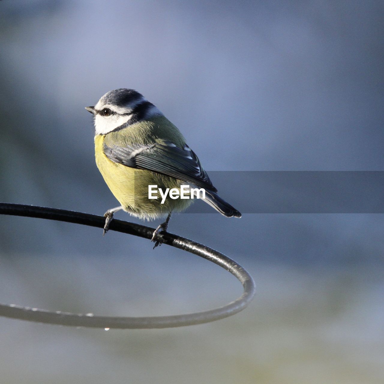 CLOSE-UP OF A BIRD PERCHING ON A METAL