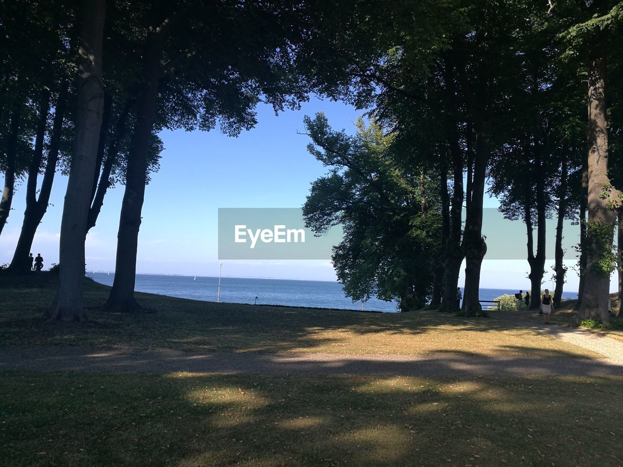 TREES ON SHORE AGAINST SKY