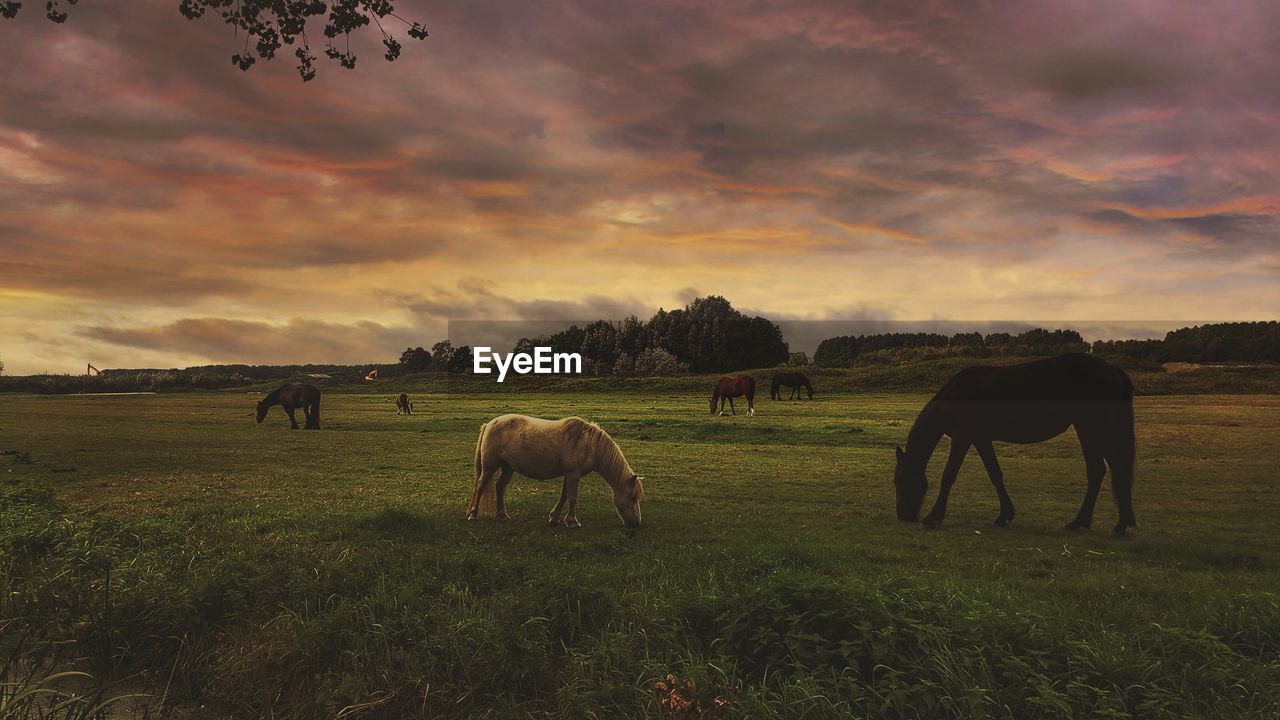 Horses grazing on field against cloudy sky at sunset