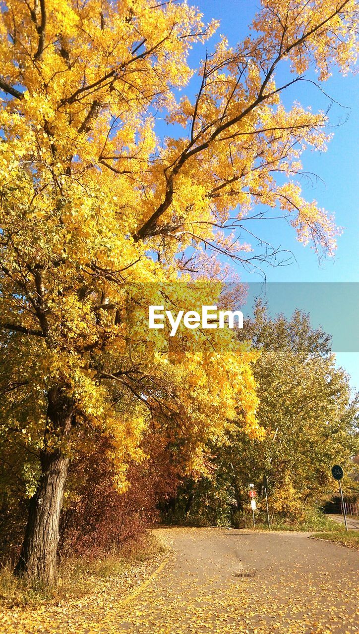 Low angle view of trees growing by road against sky during autumn