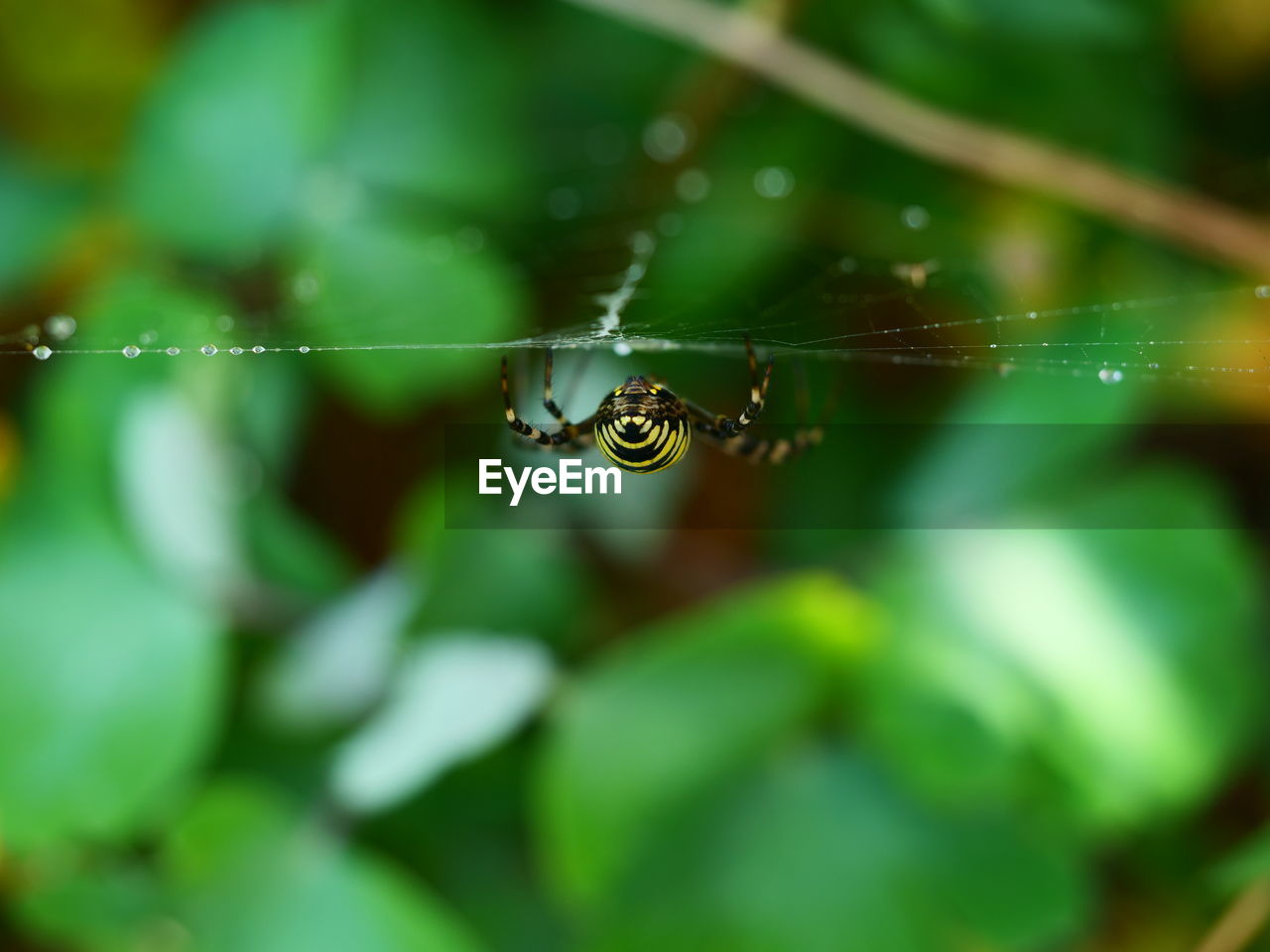 CLOSE-UP OF SPIDER AND WEB
