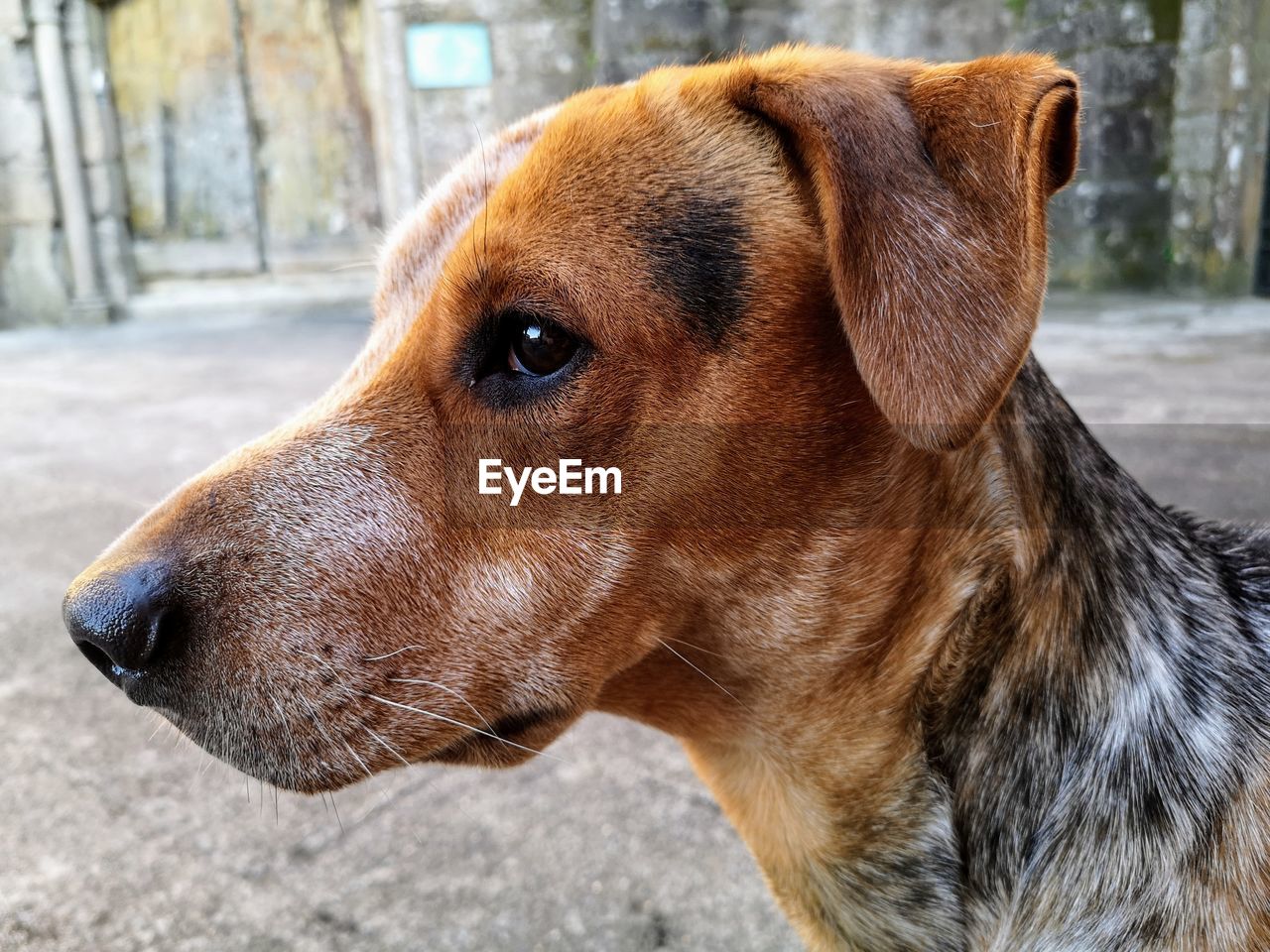 CLOSE-UP OF DOG LOOKING AWAY OUTDOORS