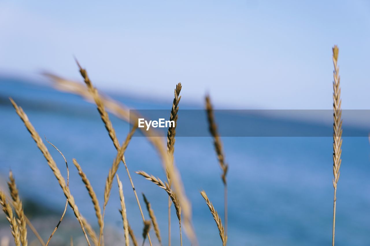 grass, nature, water, sunlight, sky, plant, no people, sea, land, wind, blue, focus on foreground, day, beauty in nature, tranquility, branch, close-up, horizon, growth, outdoors, landscape, scenics - nature, beach, clear sky