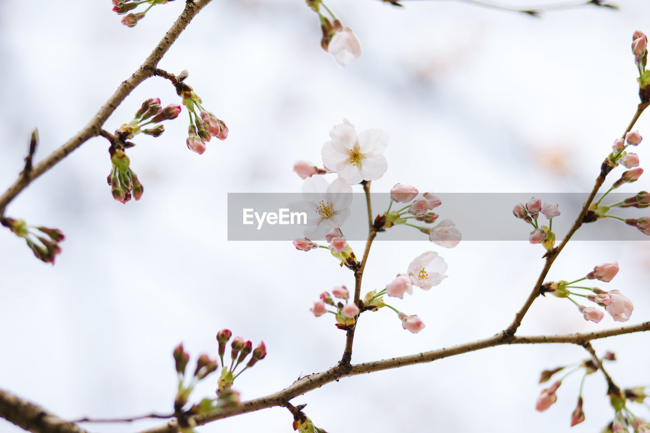 Close-up of apple blossoms in spring