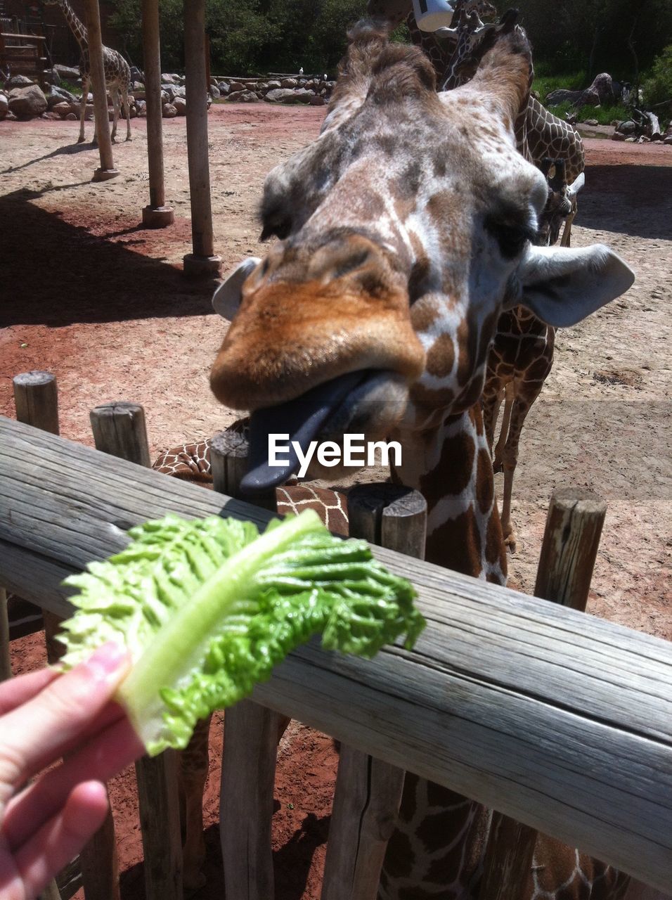 CLOSE-UP OF HAND FEEDING ELEPHANT