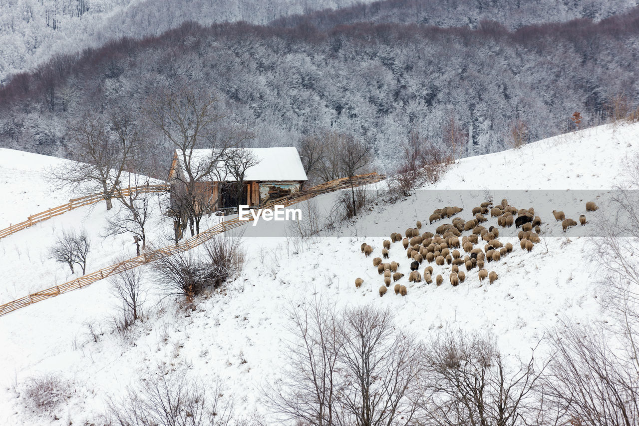 Snow covered trees during winter