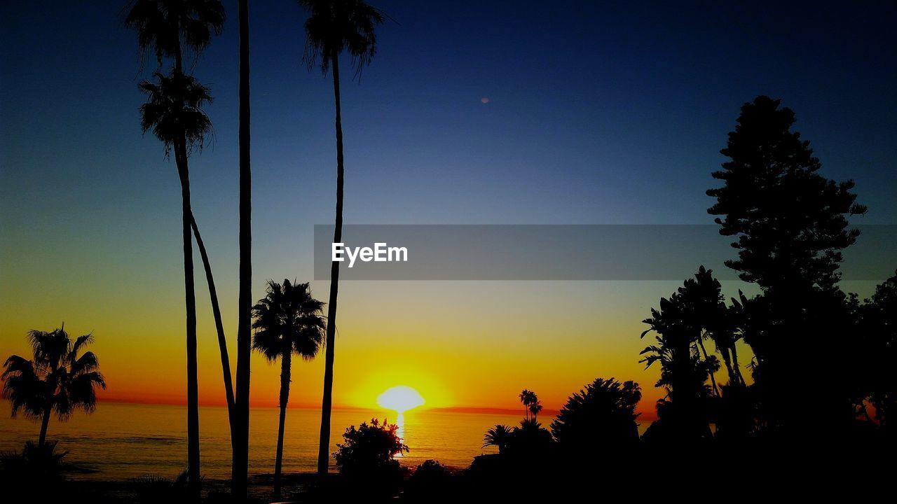 Silhouette trees at laguna beach against blue sky