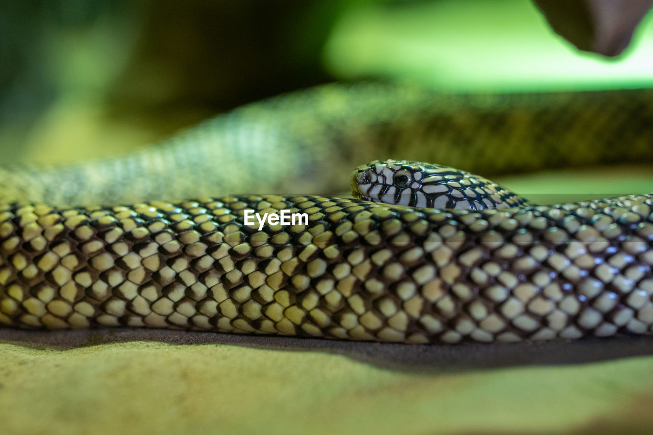 snake, animal themes, reptile, animal, one animal, animal wildlife, wildlife, animal body part, close-up, green, no people, animal scale, poisonous, warning sign, curled up, sign, serpent, nature, selective focus, animal head, communication, day, outdoors, animals in captivity, animal skin, zoo