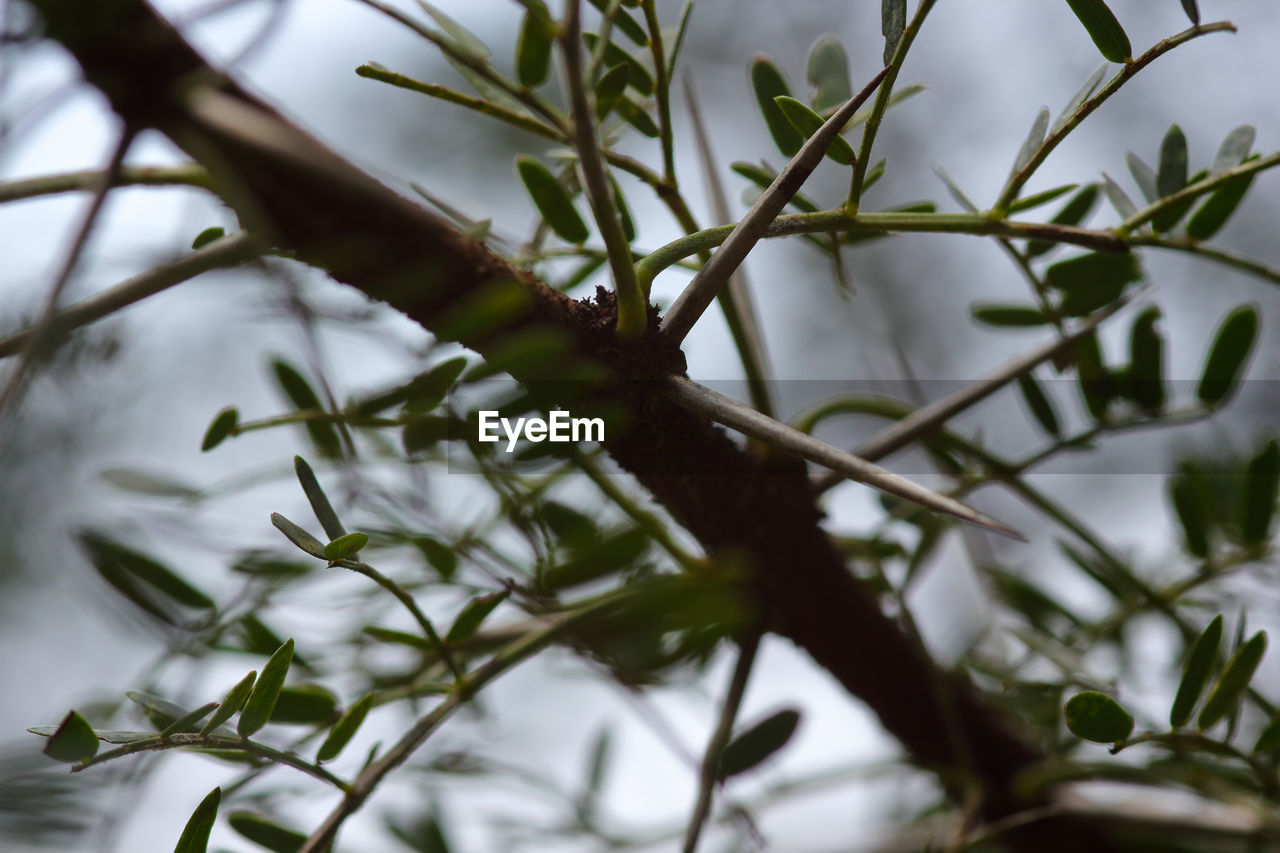 plant, branch, tree, nature, leaf, flower, green, twig, grass, plant part, no people, close-up, growth, food, outdoors, food and drink, environment, selective focus, macro photography, olive, blossom, beauty in nature, olive tree, plant stem
