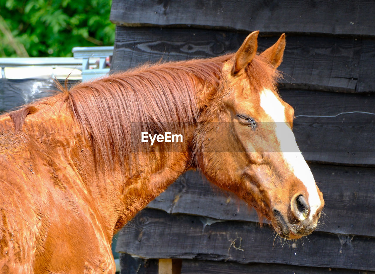 horse, animal, animal themes, mammal, domestic animals, livestock, pet, one animal, mane, animal wildlife, brown, mare, stallion, no people, animal head, day, animal body part, mustang horse, nature, farm, wood, outdoors, herbivorous, close-up, working animal, halter, pack animal, agriculture