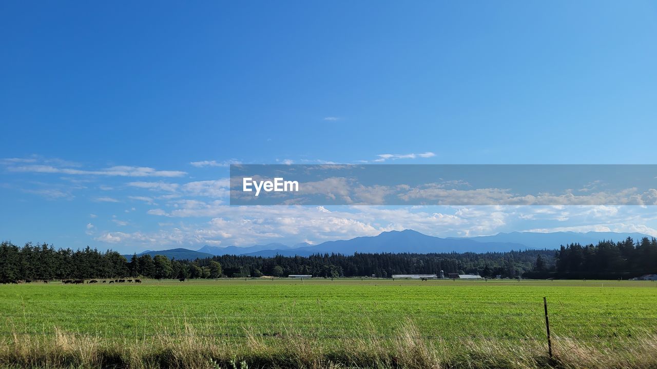 sky, landscape, plant, environment, horizon, land, field, plain, grassland, scenics - nature, grass, rural scene, nature, beauty in nature, meadow, agriculture, prairie, cloud, tranquility, tree, blue, pasture, no people, tranquil scene, hill, natural environment, green, rural area, growth, crop, farm, day, outdoors, non-urban scene, paddy field, food and drink, cereal plant, food