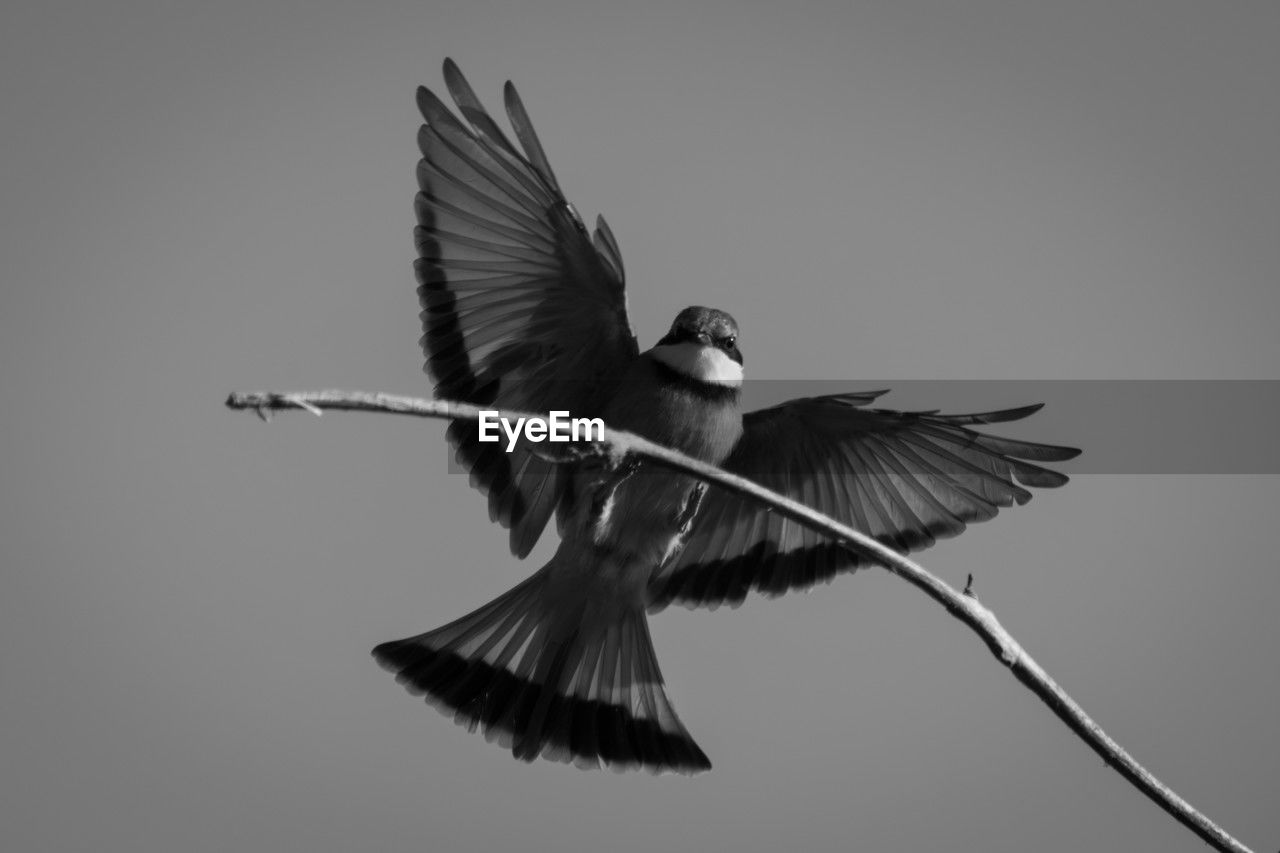 close-up of bird flying against clear sky