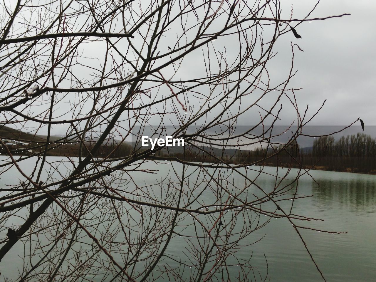 REFLECTION OF BARE TREES IN CALM LAKE