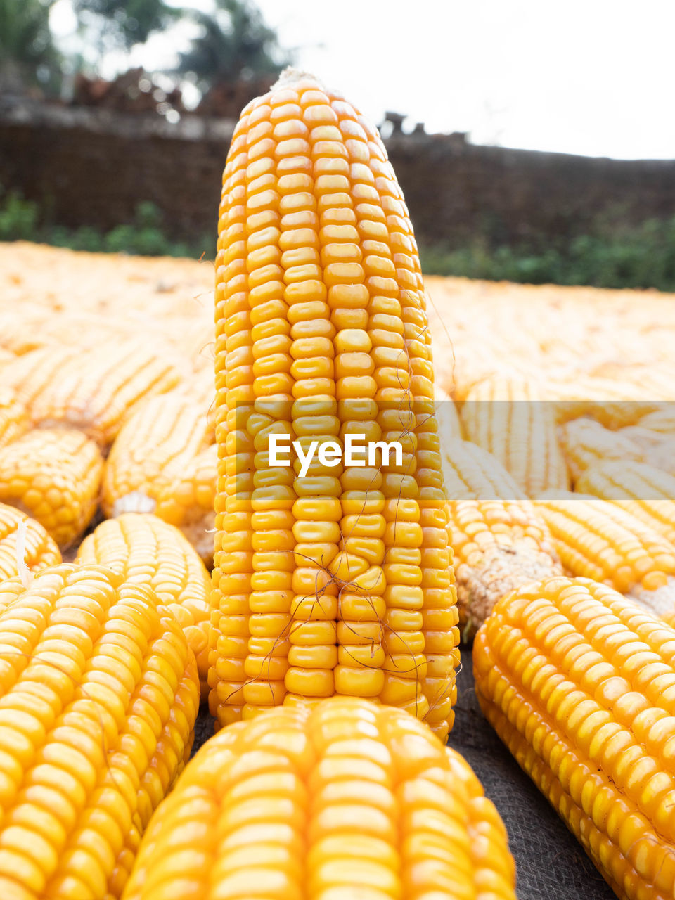 CLOSE-UP OF CORN ON YELLOW