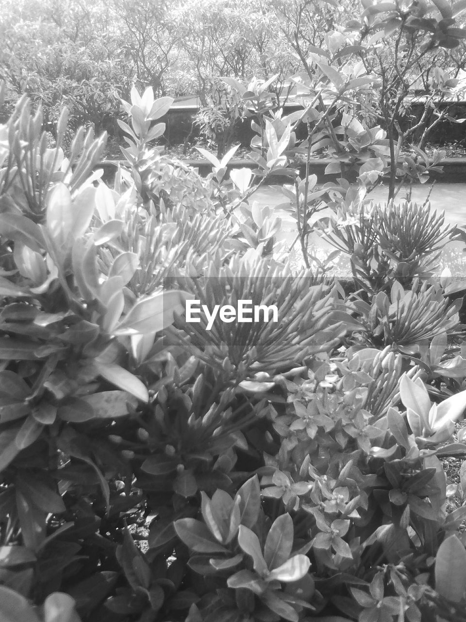 CLOSE-UP OF FLOWERING PLANTS