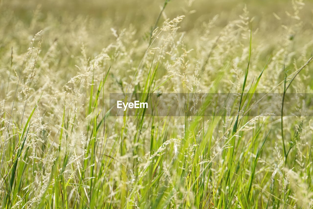 CLOSE-UP OF WHEAT CROPS